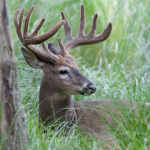 Deer Velvet Antler: a natural source of glucosamine, chondroitin and   collagen